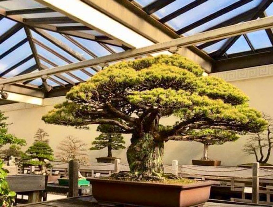 Bonsai tree, nearly 400 years old, survived Hiroshima and is still  flourishing in D.C.