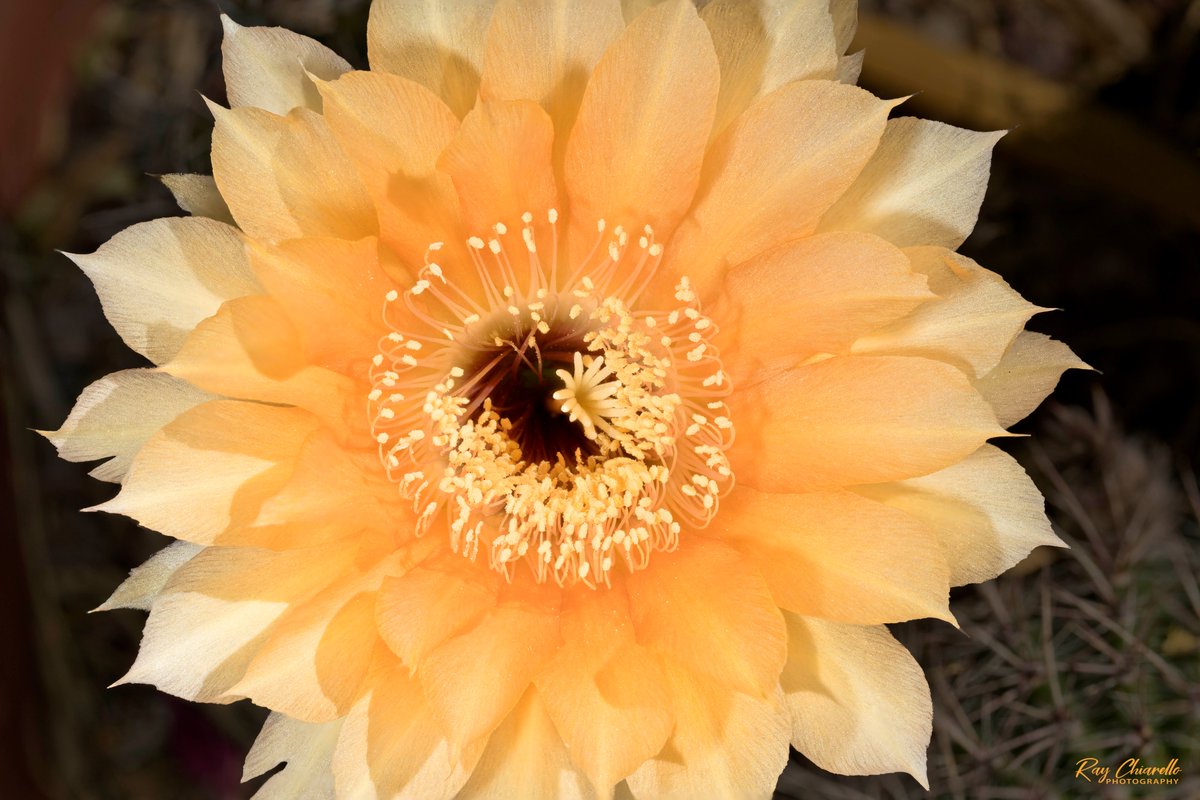 raychiarello's tweet photo. More cactus blooms #BackyardMacro #Flower #SonyA7III #StayAtHomePhotography #ThePhotoHour https://t.co/8kzeASFDXQ