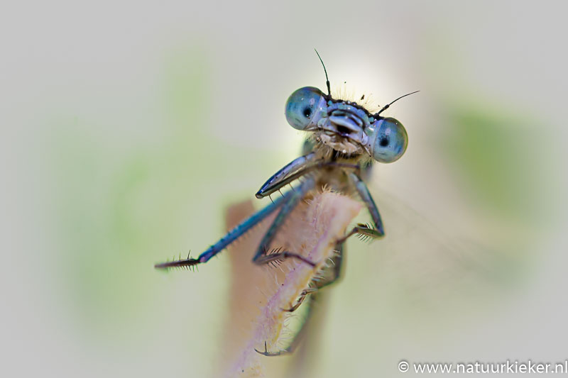 natuurkieker's tweet image. Ze zijn er al even weer, maar nu heb ik ze ook weer gefotografeerd: #libellen dit is een #lantaarntje... @natuurkieker #natuur #fotografie