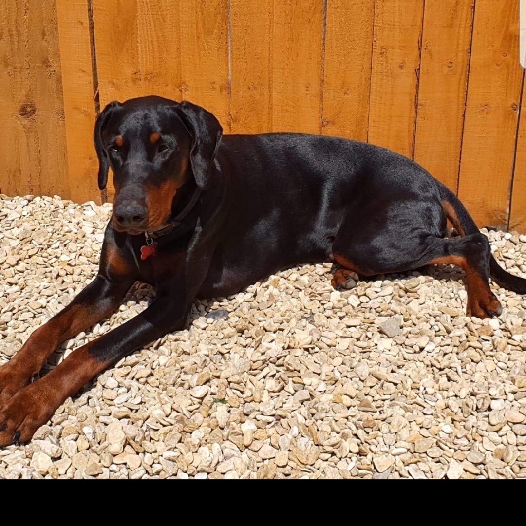 DesalisAt's tweet image. Bathed and shiny. #lovesthesun #sulking #naughtymum 🤣🛁❤
