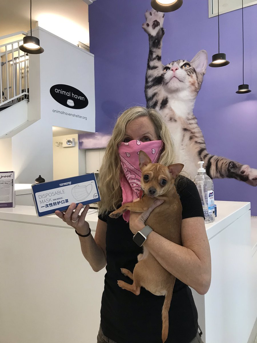 Today <a href="/MayorsCAU/">Mayor’s Community Affairs Unit</a> dropped off masks to <a href="/AnimalHaven/">Animal Haven</a>’s Exec Director Tiffany Lacey. Their shelter workers continue lifesaving work daily, like caring for Francisco the #Chihuahua and his 12 siblings, taken in when their guardian passed from COVID19. #unsungheroes