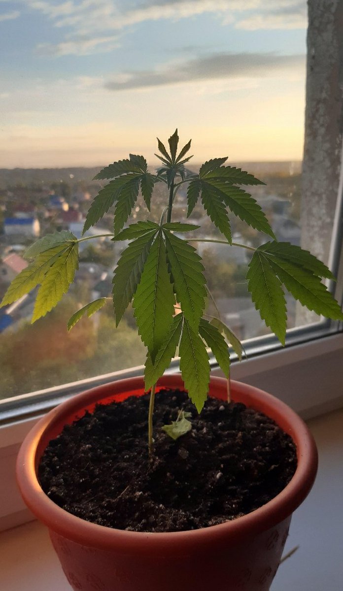 Кинза взошла