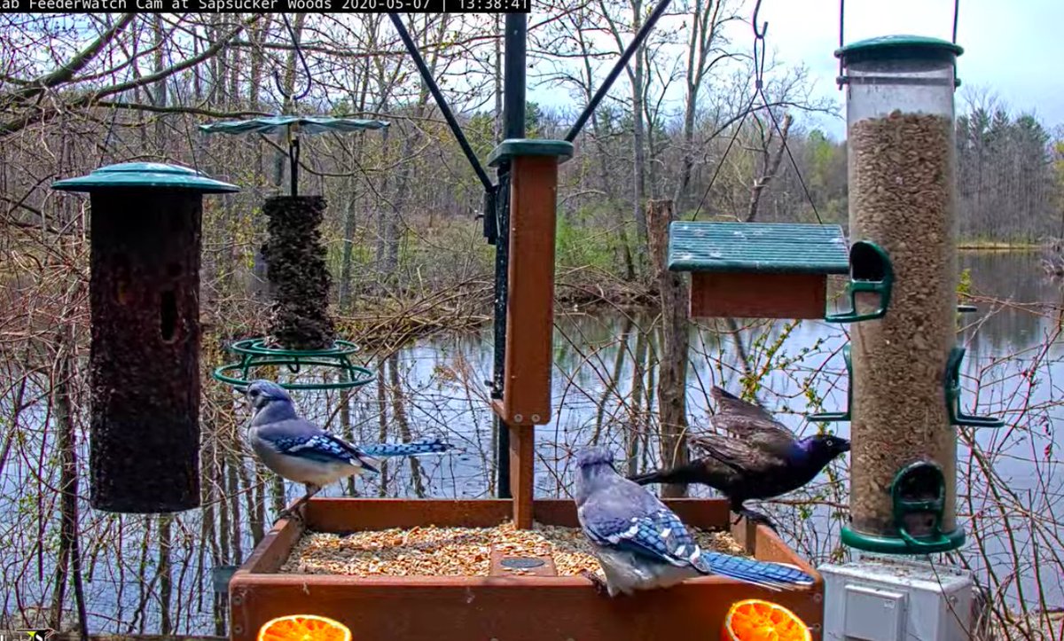 cornell live feeder cam