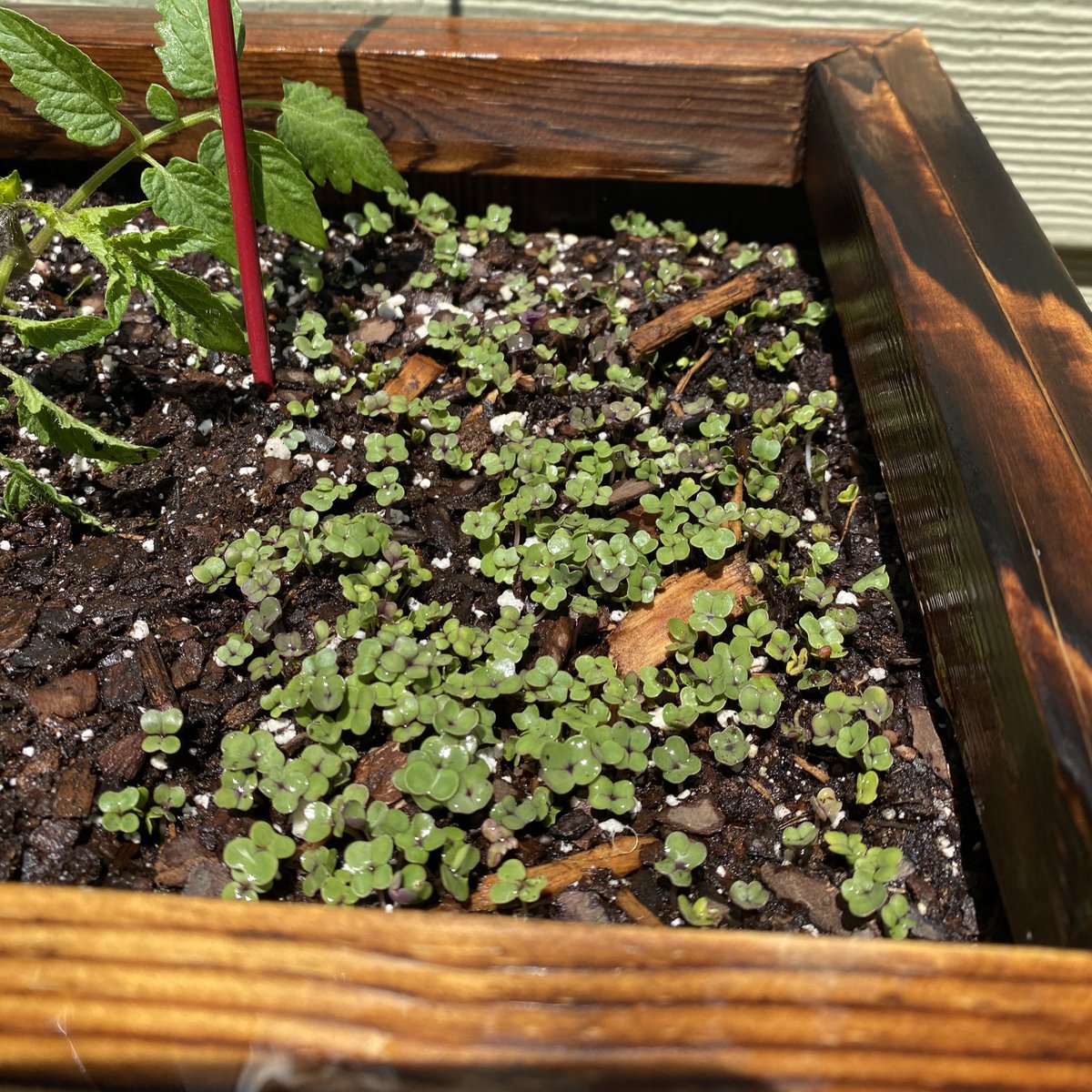 these were seeds when i planted them friday. they’re already budding. collard greens. i guess imma have a lot of them. i’m excited because they’re blooming. living this life is so absurd. and, still, things unfold and grow. amen. 