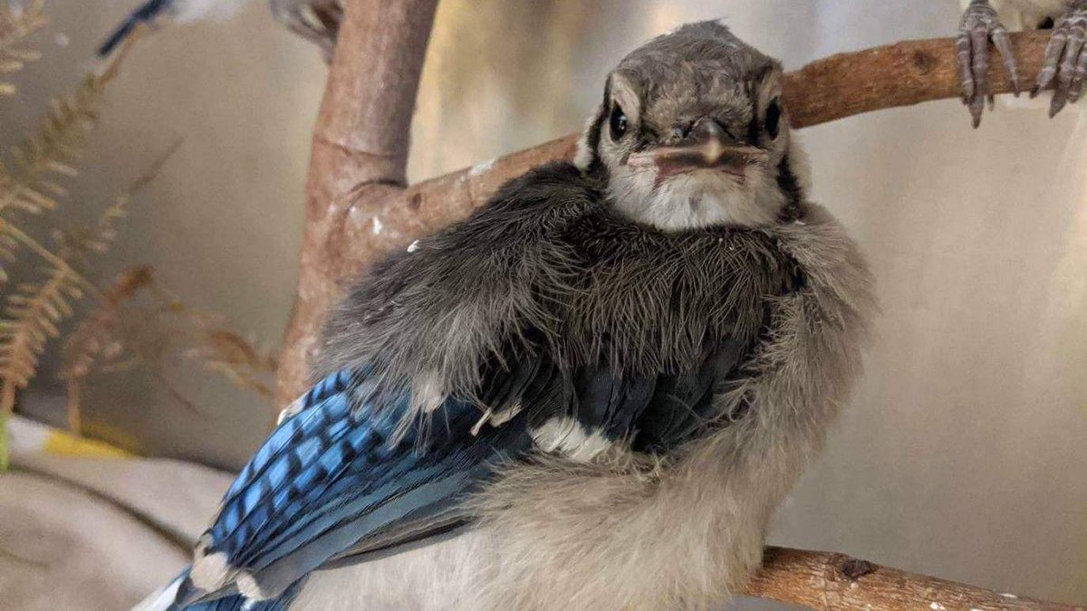 It has already been a busy year at the #CROWClinic! Yesterday, we admitted our 2,000th patient of the year, a fledgling blue jay that was attacked by a cat. It is receiving antibiotics to treat any possible infection caused by the cat bite.