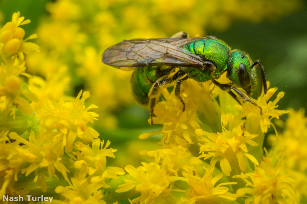 LawnWildflowers's tweet image. The majority of bees in America aren’t honey producing and don't live in big colonies, rather most are solitary like this metallic green sweat bee (Augochlora pura) on goldenrod (Solidago sp.). 

Photo by @NashTurley
