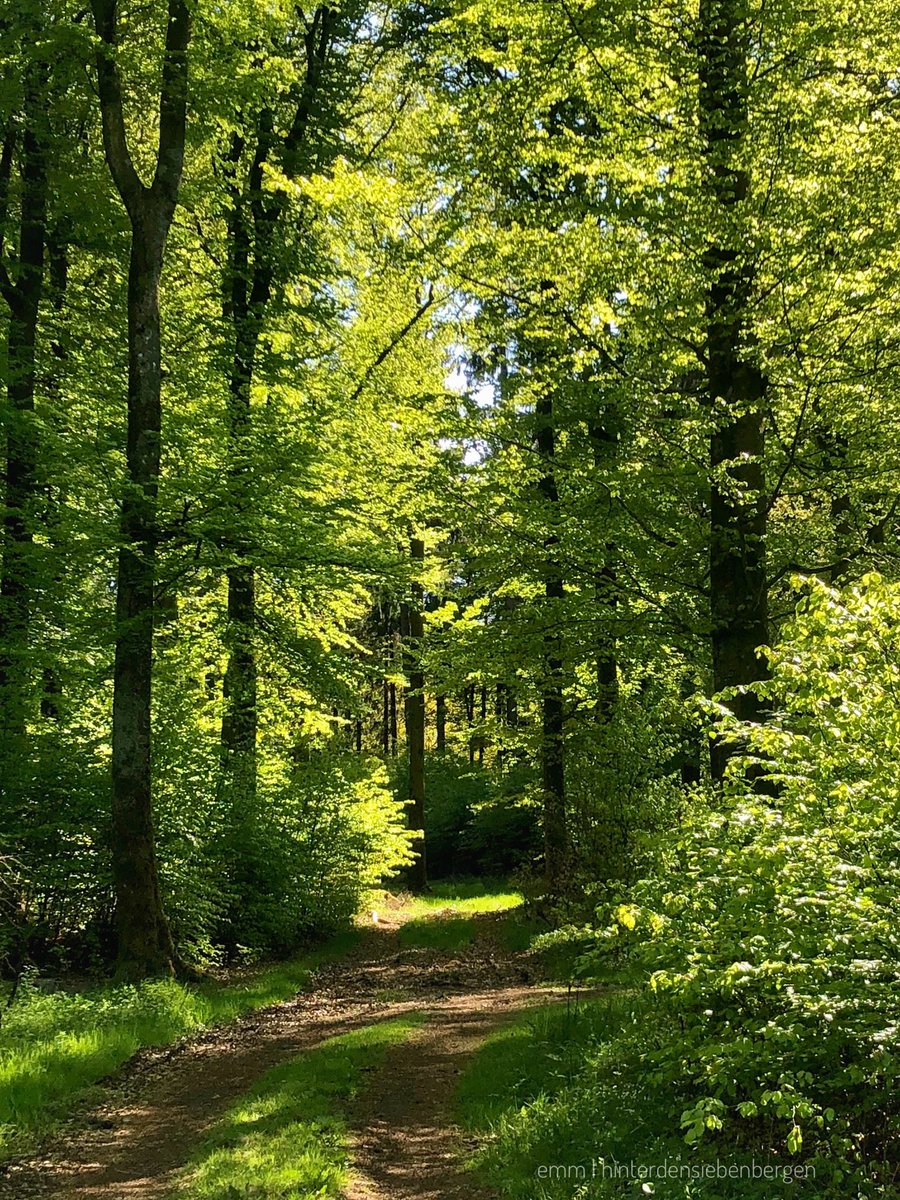 hinter7bergen's tweet photo. 05.2020 #fruehlingserwachen in der #eifel - einfach nur schön! https://t.co/FPJZlBmSPN
