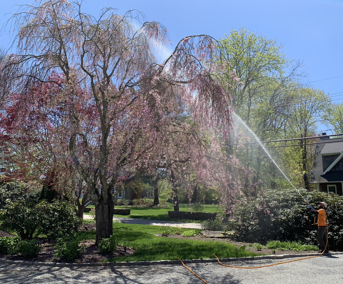 Let the Plant Health Care experts at Kaiser Tree Preservation Company keep your trees blooming and beautiful.