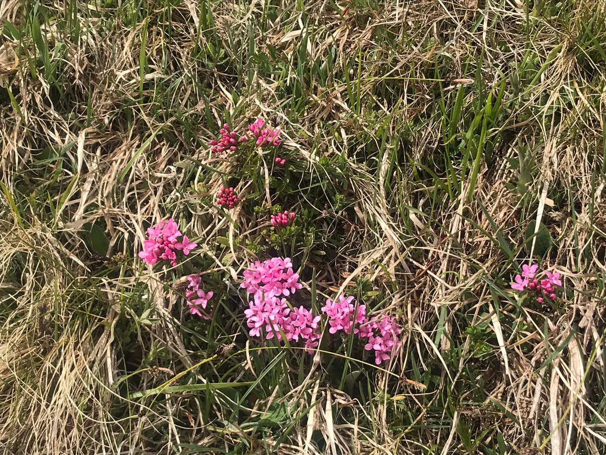 Kastelruth1's tweet photo. Alpentag auf der Seiser Alm https://t.co/X9TANAh19c