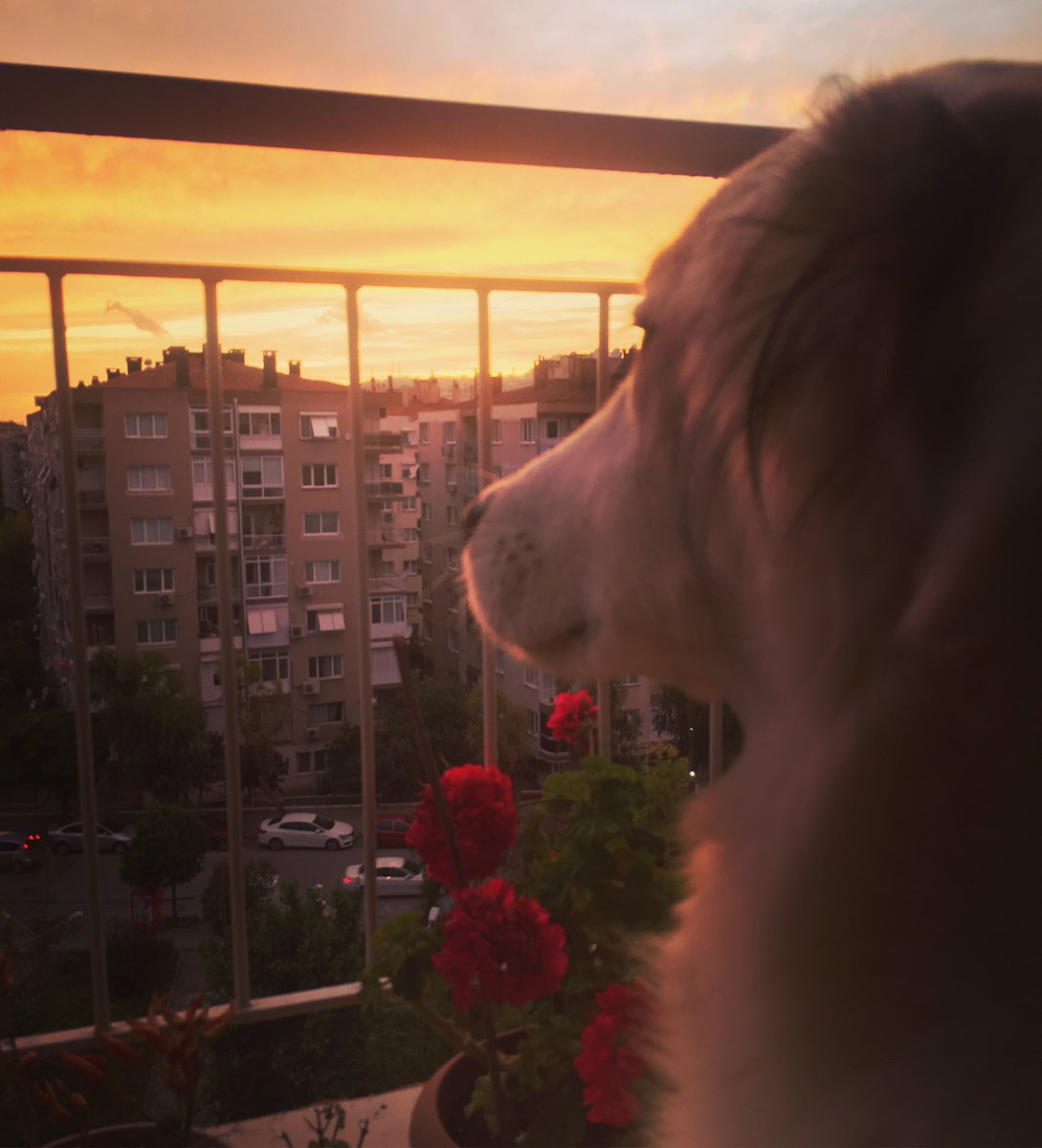 __ecb__'s tweet photo. Evet oğlum az kaldı , yeniden döneceğiz sokaklara.. #Corona #Covid_19 #carantinadays #stayhome https://t.co/U5UYqHL5BV