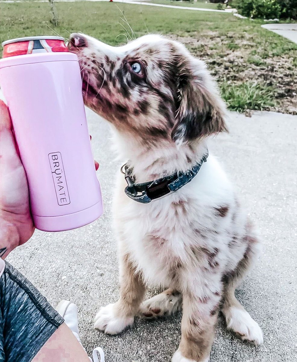 goshopcheeky's tweet photo. life is better with a drink in your hand + a pup by your side 🍹🐶 shop brumate koozies all under $30 online at https://t.co/CbdYS9fVws 📱🤪
-
-
-
-
#follow #like4likes #likeforfollow #follow4followback #followforfollowback #insta #love #seflie #tbt #fashion https://t.co/iUyQa011pb
