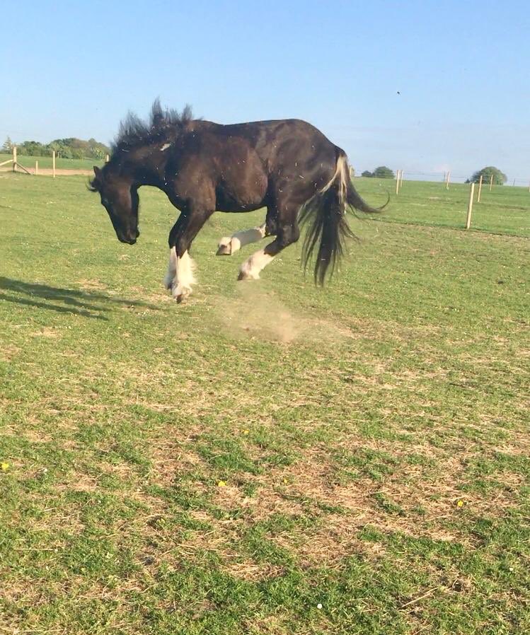 ClaireSalesSupp's tweet photo. Cob rodeo!! #mickeywalker ๐ค๐ค #irishcob https://t.co/DxTkAG5oMj