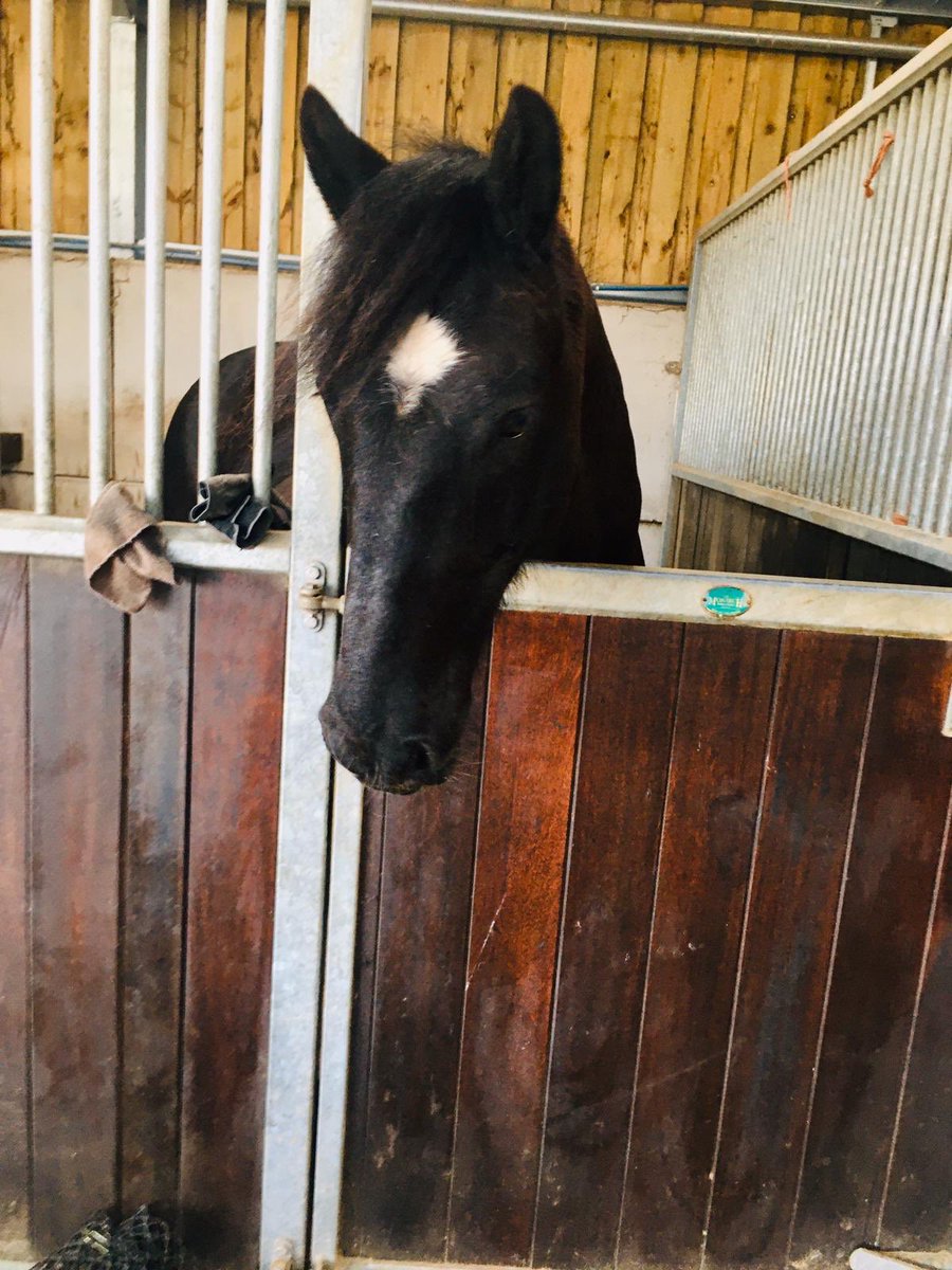 ClaireSalesSupp's tweet photo. Cob rodeo!! #mickeywalker ๐ค๐ค #irishcob https://t.co/DxTkAG5oMj