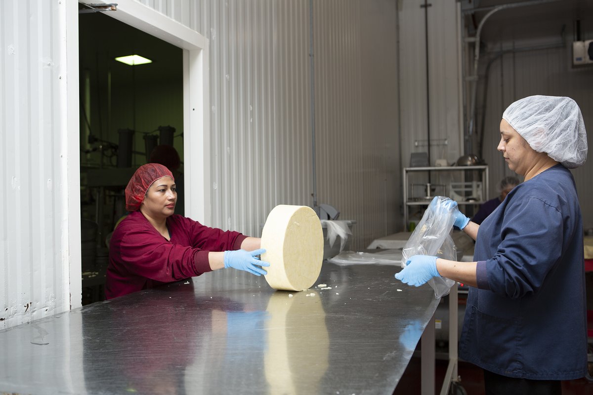 beehivecheese's tweet photo. Prepping a wheel of #Promontory for aging.
.
Promontory, our shelf stable #cheddar, is currently 50% off & has an average shelf life of 120 days.
.
#MakingFriendsWithCheese #Cheese #Utah #UtahValley #ShopLocal #AgingCheese #AgedCheese #CheeseMaker #Creamery #LocalCreamery https://t.co/Wg30u9alfV