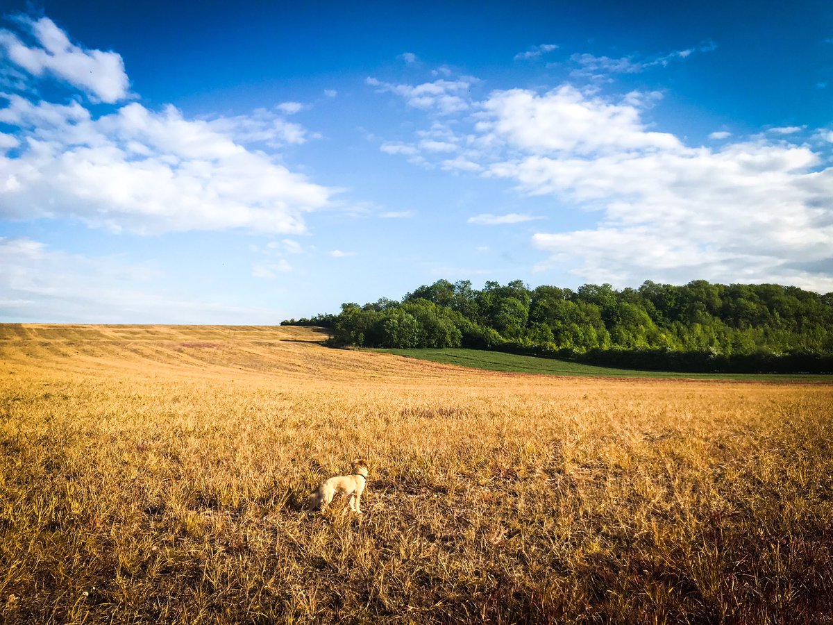 Millie in a Landscape