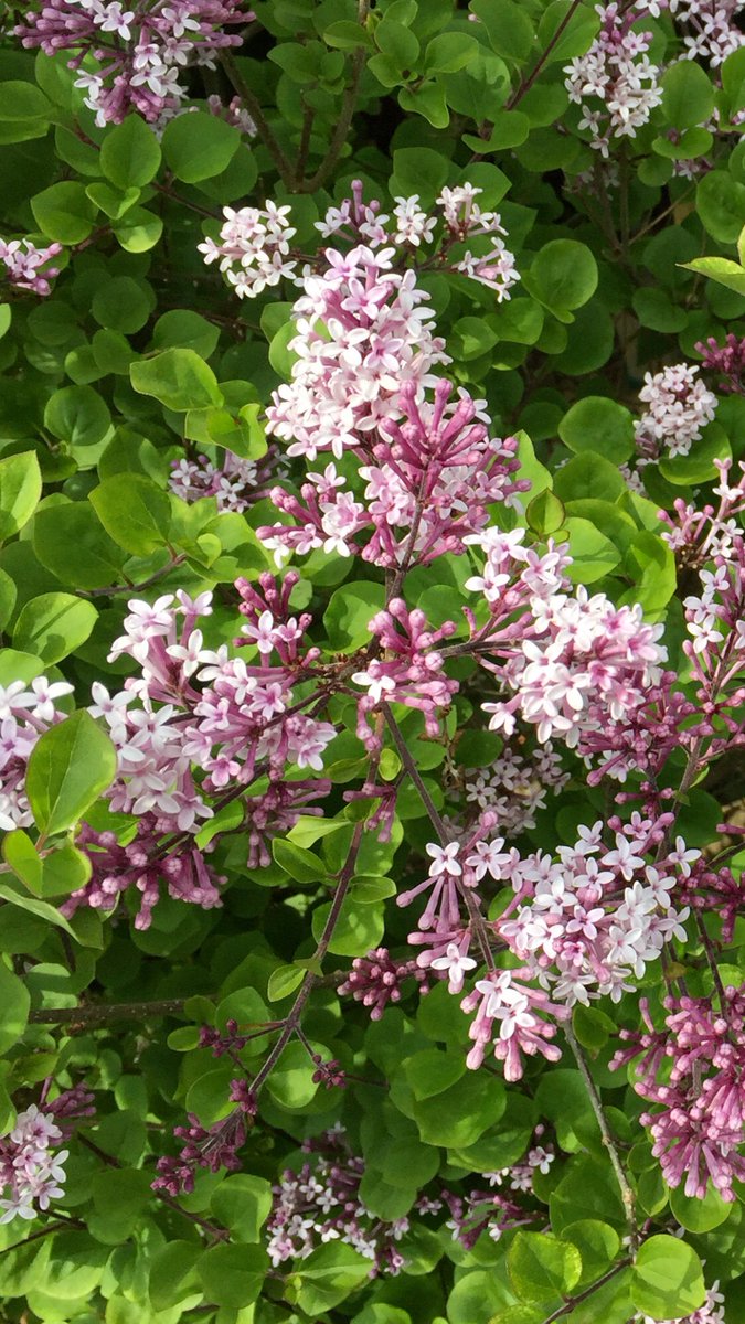 sketchingwitch's tweet photo. The garden really is a haven of beauty atm #lockdownlife #findingjoyinthesmallthings https://t.co/j1jYZOnOIi