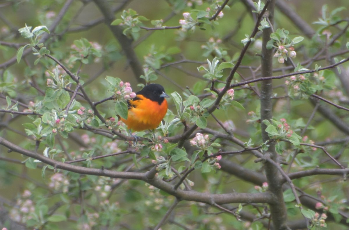 Orioles are back. Put out some oranges, and they will come.