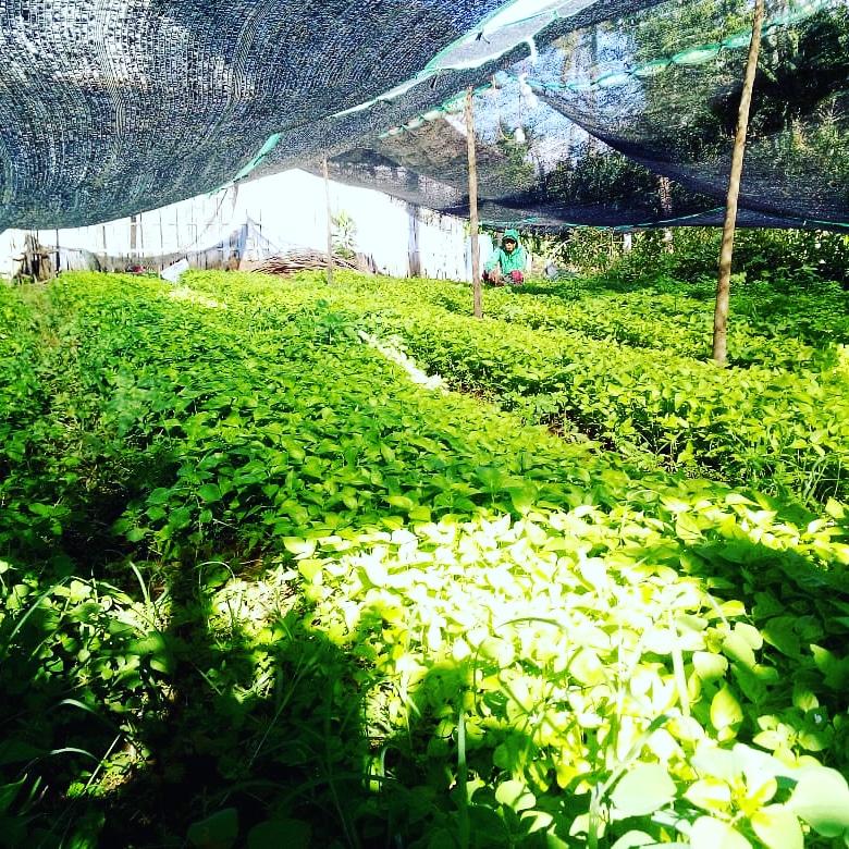 Jadilah petani yang entlektual ..
Bray