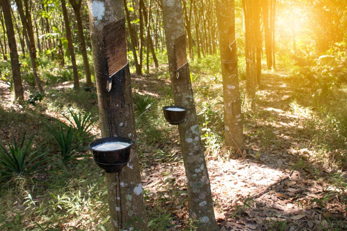 BounceGlobal's tweet photo. 💭 Did you know that Natural #Rubber was added to the most recent list of 27 ‘critical raw materials’ for the #EU?

Whilst NR is essential in our day-to-day lives for a multitude of products, from #tyres to #medicalgloves, there are currently no readily available substitutes. https://t.co/fYTl5wZiqR
