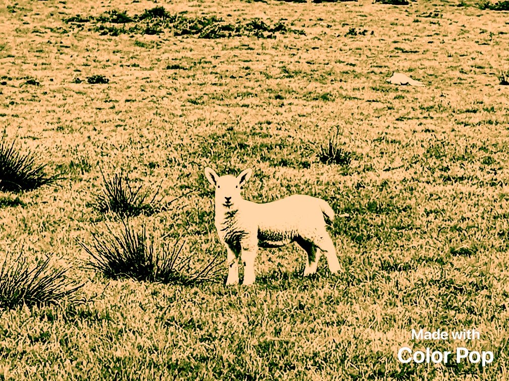 bridge_men's tweet photo. #lostlambs https://t.co/06tBSbF6wH