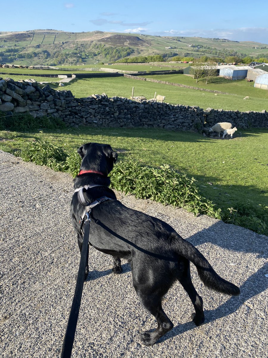 robintuddenham's tweet photo. @Mb27Brown @AEA_Elections @Calderdale 😂 yep #thelegendthatisdouglas had to compensate by looking longingly at sheep 🐑 from a safe distance! #dogsnotatpollingstations https://t.co/mXyR4cWdBK
