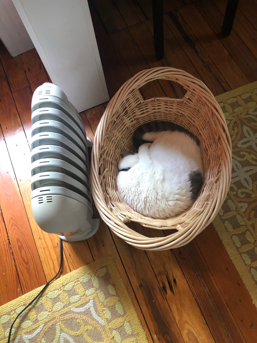 #quarantinecats #fandistrict