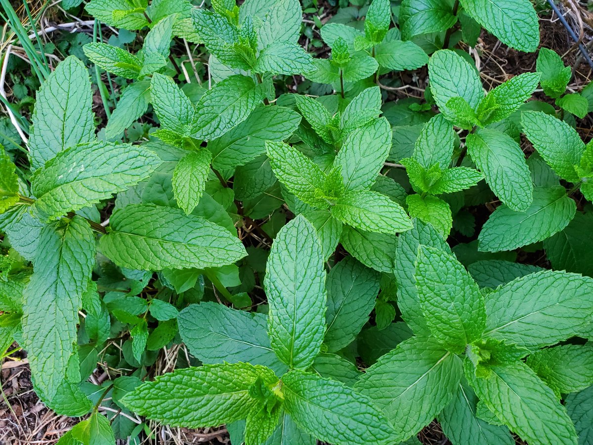 JDansant's tweet image. My garden herbs are growing nicely this year. Top left is lemon balm, top right parsley, bottom left lovage, bottom right garlic chives, all great for salads &amp;amp; cooking; lemon balm&apos;s nice in tea.

How&apos;s your garden? Please share a photo or more! ❤⚘🌱🌾⚘🌳❤ Happy gardening!