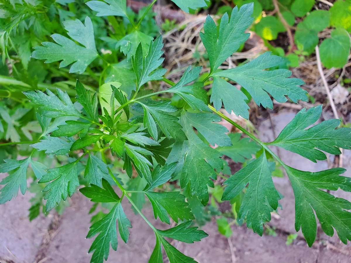 JDansant's tweet image. My garden herbs are growing nicely this year. Top left is lemon balm, top right parsley, bottom left lovage, bottom right garlic chives, all great for salads &amp;amp; cooking; lemon balm&apos;s nice in tea.

How&apos;s your garden? Please share a photo or more! ❤⚘🌱🌾⚘🌳❤ Happy gardening!