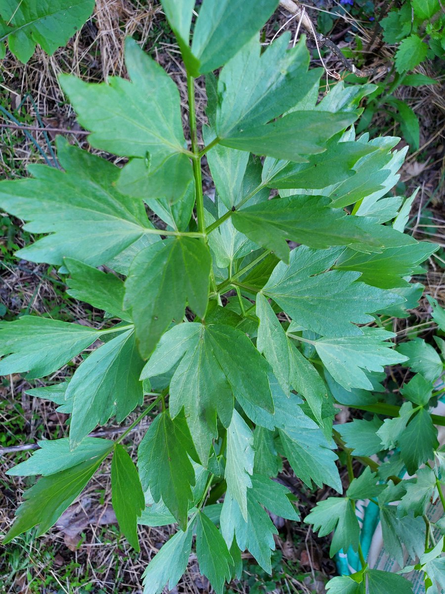 JDansant's tweet image. My garden herbs are growing nicely this year. Top left is lemon balm, top right parsley, bottom left lovage, bottom right garlic chives, all great for salads &amp;amp; cooking; lemon balm&apos;s nice in tea.

How&apos;s your garden? Please share a photo or more! ❤⚘🌱🌾⚘🌳❤ Happy gardening!