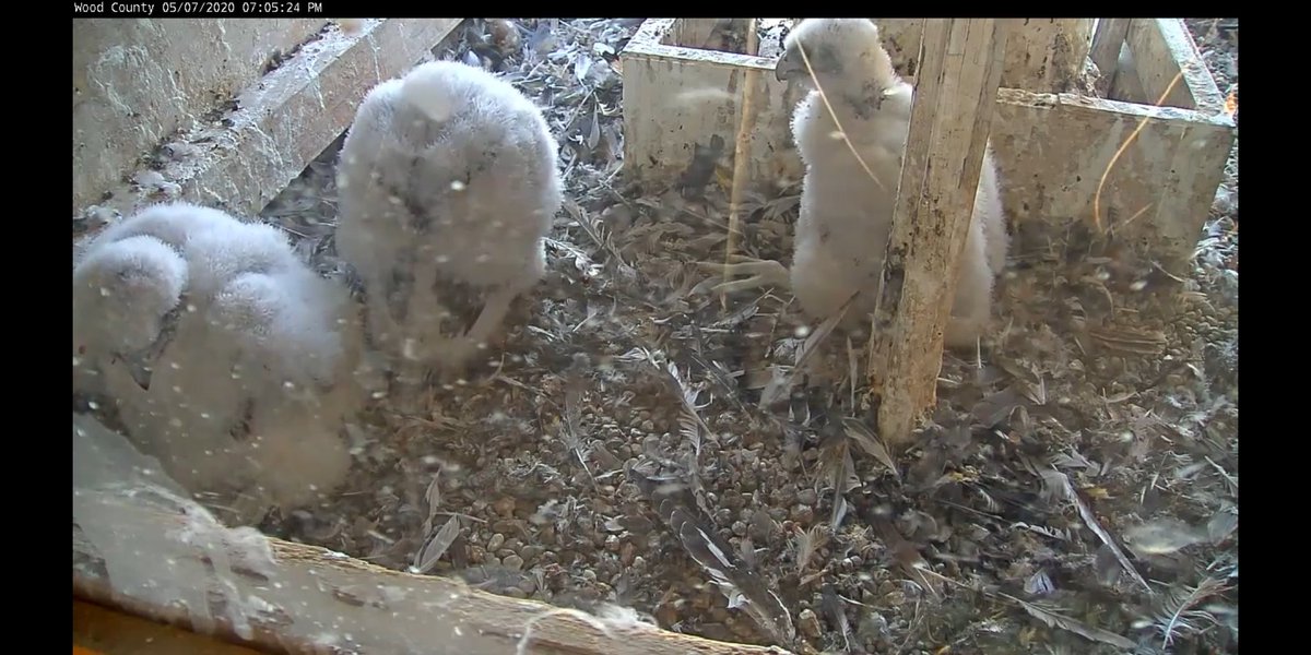 MrsFergBGCS's tweet photo. @BGSchools , if you aren't watching @BGSU Falconcam 2020, you are missing out! I don't know if they actually have names, but we have dubbed them Fred, George, and Ron. https://t.co/qWR15XIFee