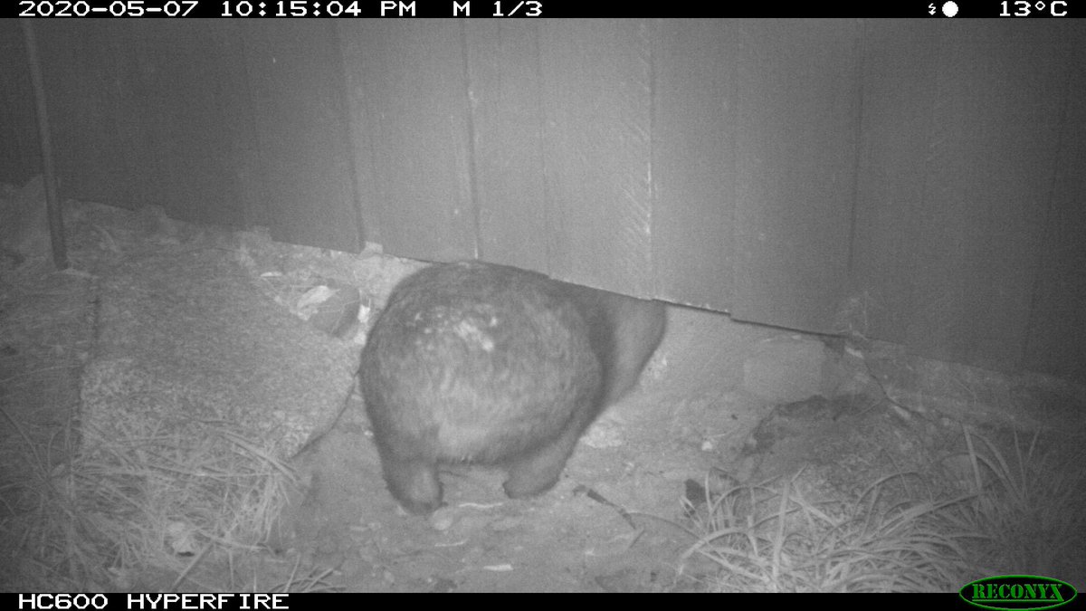 Wombats have impressive bums, with tough cartilage platesIf something they don’t like chases them down a burrow, they use their hard bums to bash them against the roofSo that devil better watch out... 
