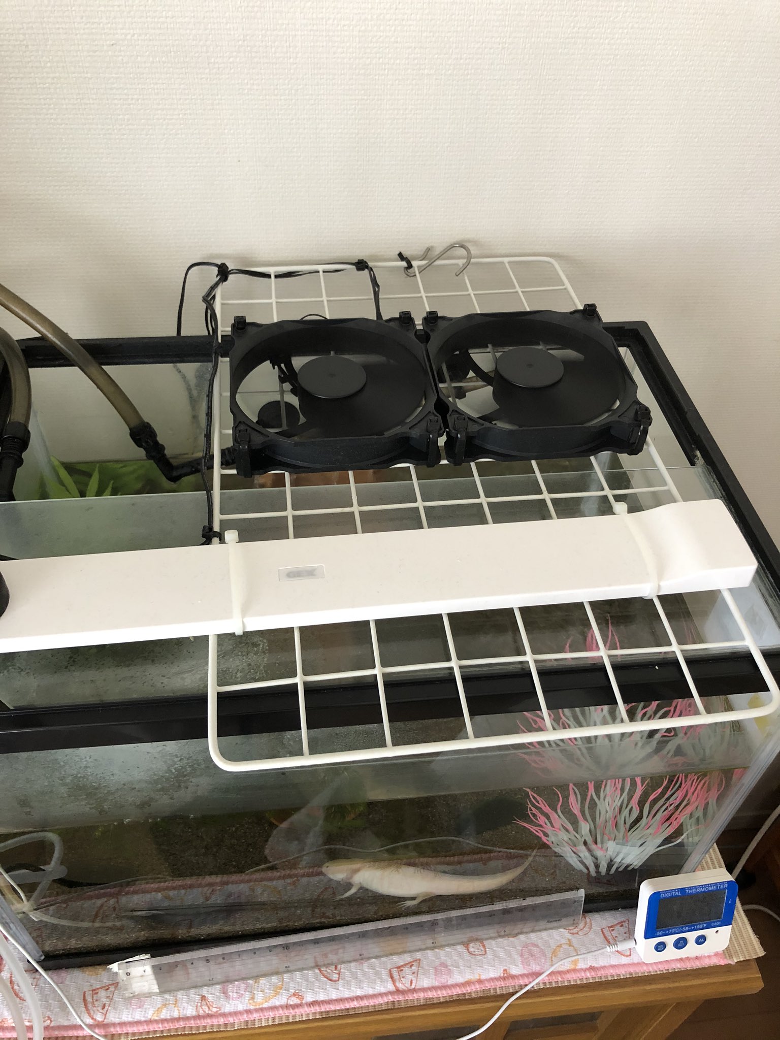 Maron まろん あだ名 まろろん かわっち命名 去年 るーがうちに来てから 旦那が作った自作ファン 2代目 静かで強力でいいんだけど ただ水の減り 水槽右側に黄色いテープ貼ってあるのが基本の水位 がはやい ウーパールーパー