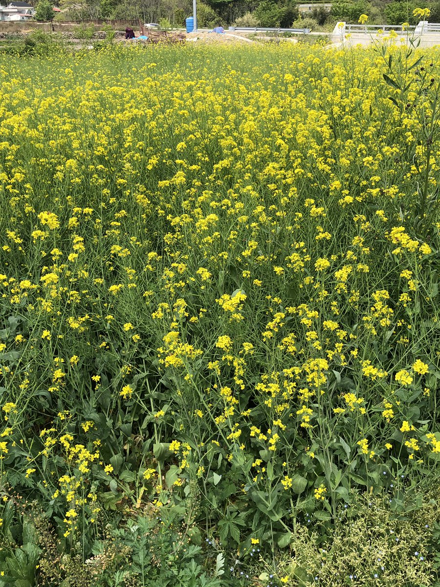 꽃이뿌다ㅏ
꽃은이쁜데 난왜 출근이지?;
하ㅏㅏㅏㅏㅏ 탈출하고싶당😭