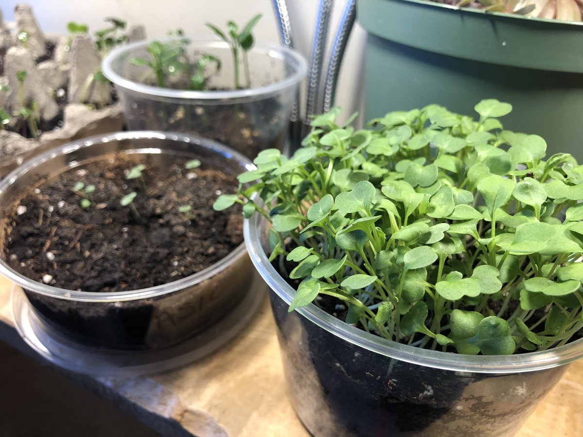 shannon winterstein tweet media