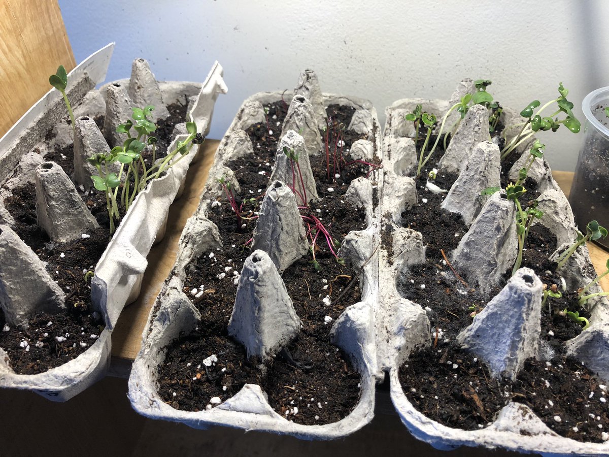 shannon winterstein tweet media