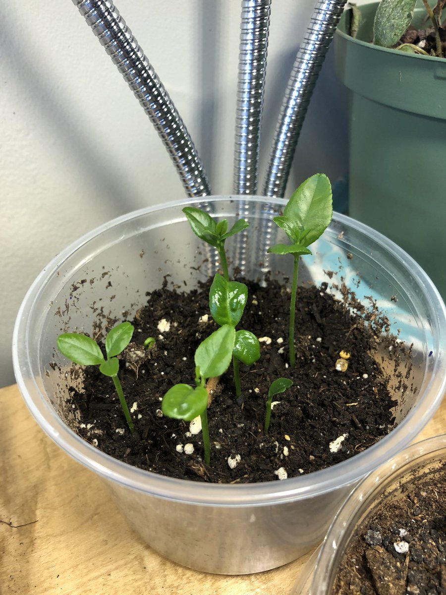 shannon winterstein tweet media