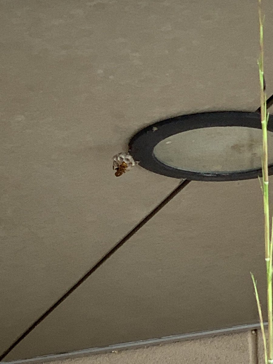 kichibo_rakugo's tweet image. 〽︎ちょろの頭に蜂が三匹止まって〜
と歌って水撒いてたら、頭の上に家建ち始めてた。#StayHome #MakeHome #ここではなくてですね