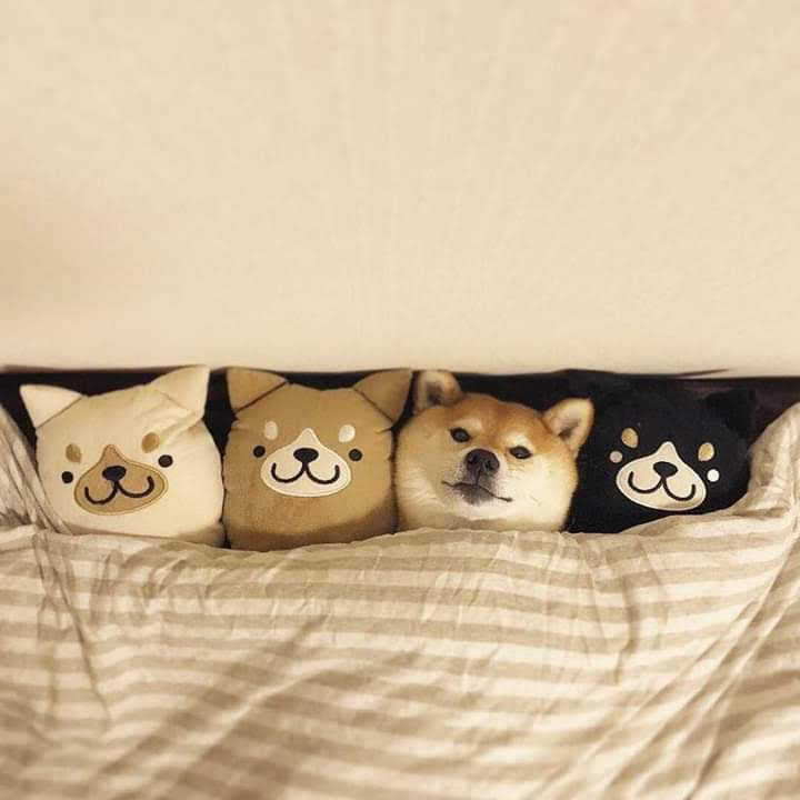 Dramabear2's tweet photo. My cool friends are having fun
#doggythursday
#extendlockdown😊
#HappyThursday🐰🐰 https://t.co/upJ7z2FpFw