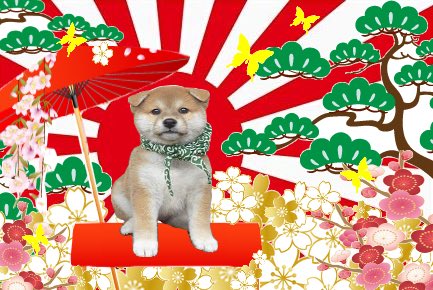 tickle_tickle24's tweet photo. 旭日旗を守る事は伝統を守る事

祝いや祭りで使われる
紅白幕を守る事にも繋がる

伝統を守ると国も丈夫になる

和の文化を愛でる用、お祝い用やモチベアップ等、よろしければ,お写真どうぞ

#アレンジ旭日旗 #旭日旗 #和文化 #RisingSunflag #GoodLuck #縁起担ぎ #festival #coolflag #greetingcard https://t.co/nGZ9wOgFbQ