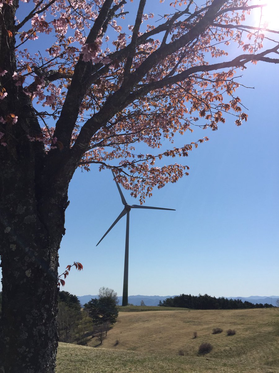 花芽吹 高森高原は が満開 一戸町 高森高原 風力発電 イマソラ