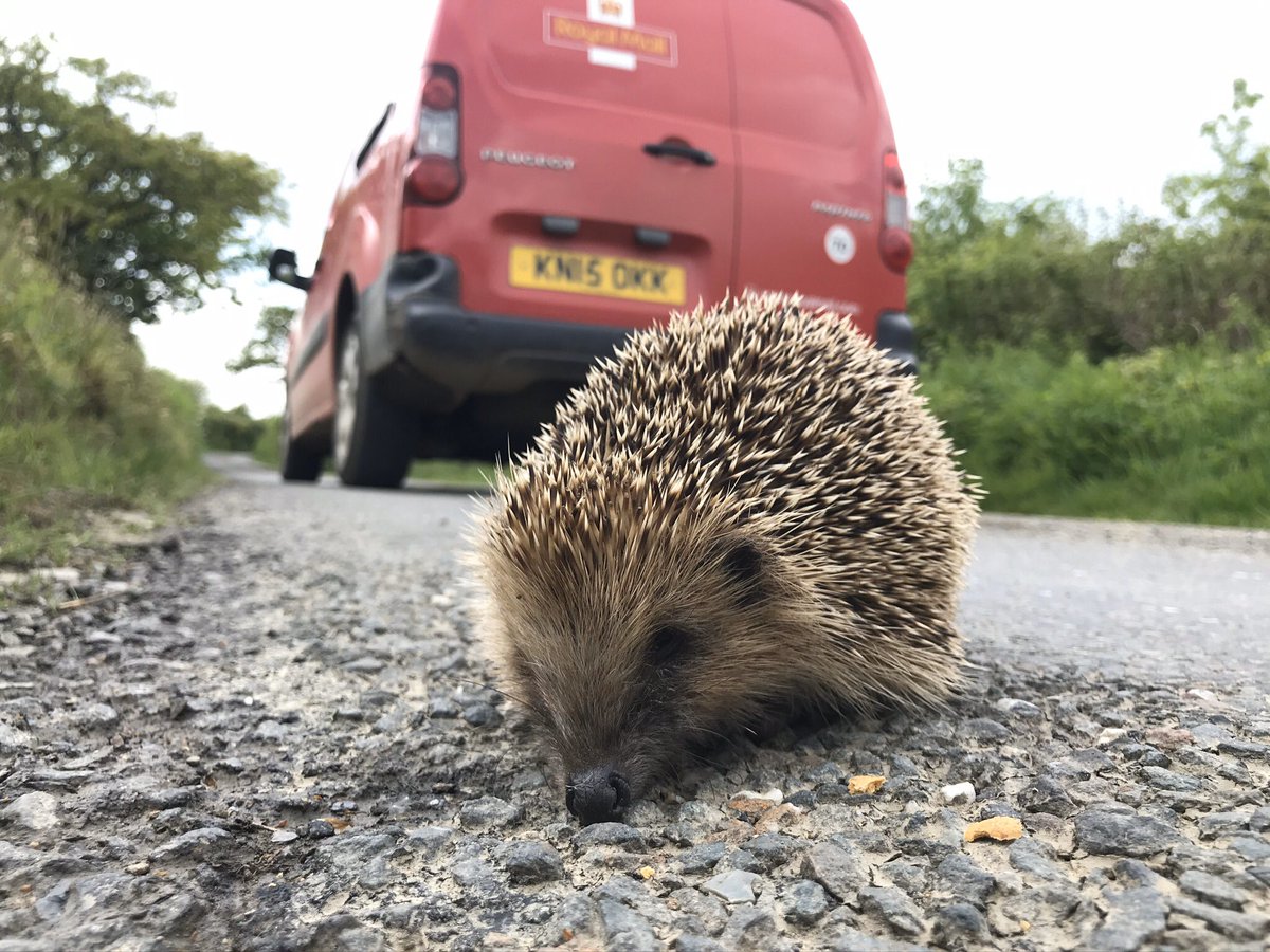 muzzer70's tweet photo. Gotta love my job at times (not so much at the time) saving lives, bless my little friend is now doing well and eating. Today was a good day, my little friend has eaten more than me and rehydrated.😃🦔 https://t.co/BO26uzteJt