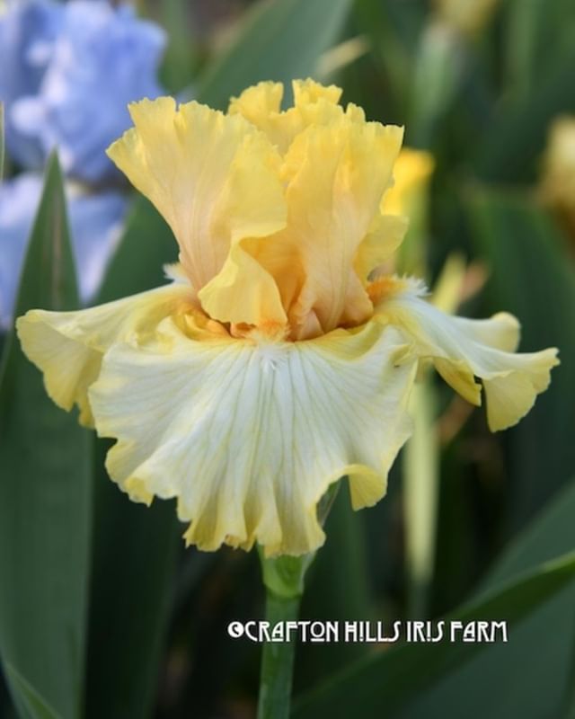 CraftonIrises's tweet photo. This is Shandygaff (Keppel, 2018) and it is blooming today at Crafton Hills Iris Farm! ~Enjoy!: https://t.co/QIVjWs9PxM https://t.co/UuKKOXRz9T