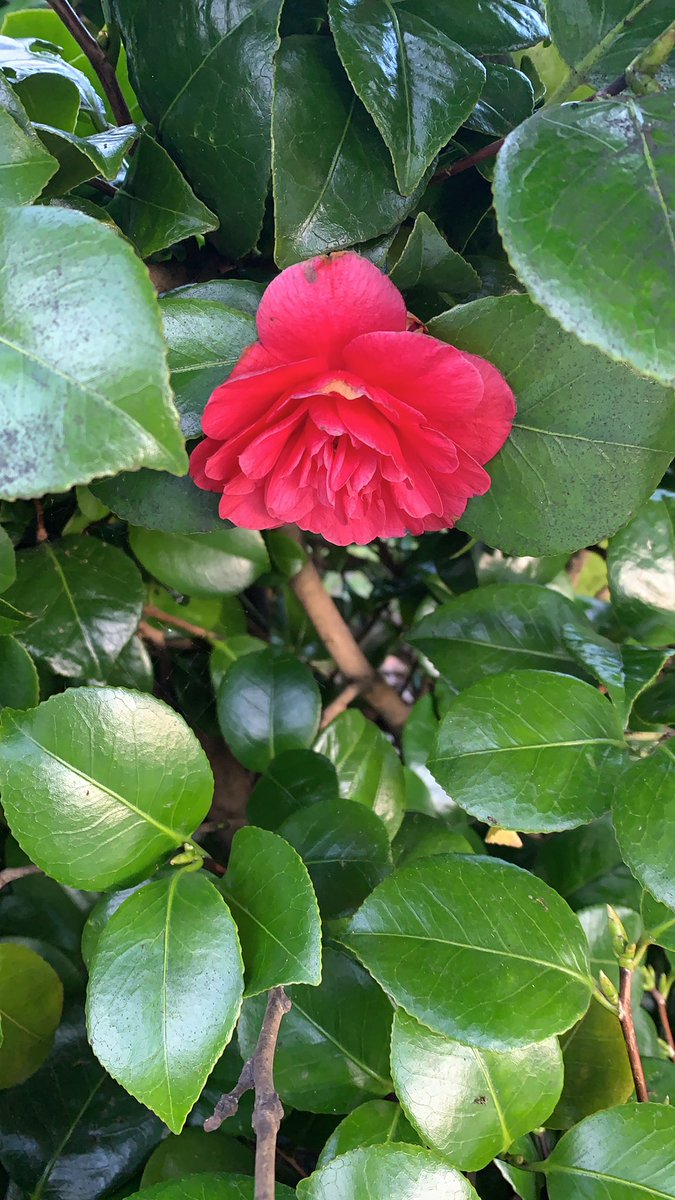 MoiraGreentree's tweet photo. #WalkDowntheLockdown. Only 2miles today, flowers are in bloom. https://t.co/8lUGdfBcpo