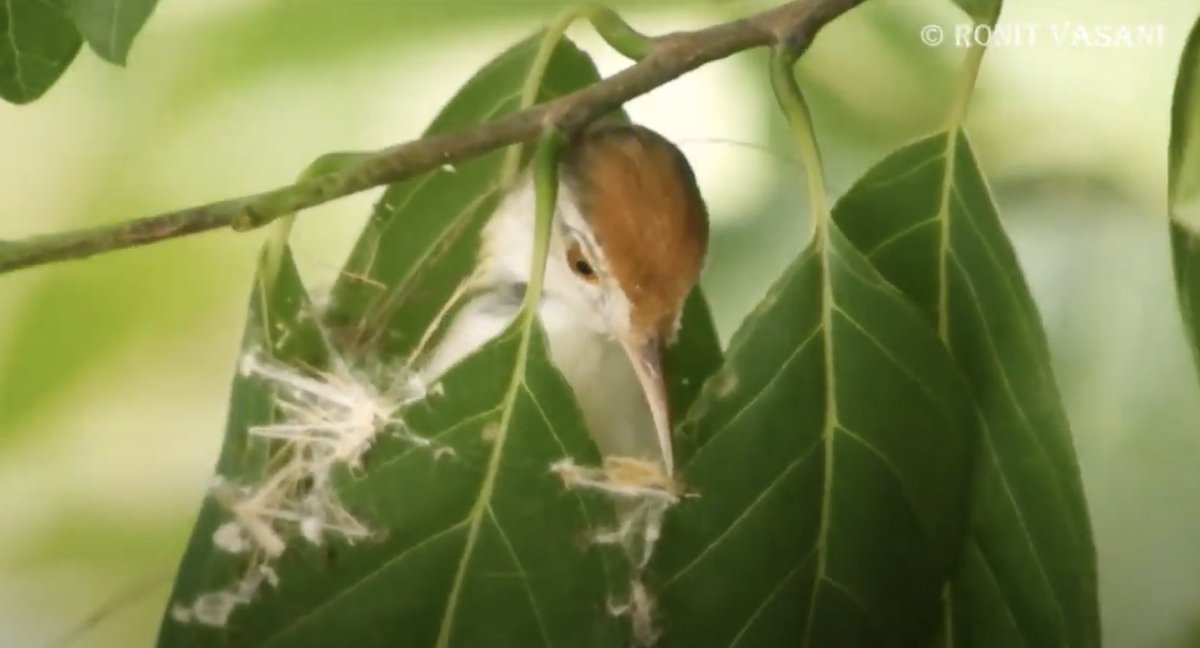 Common tailorbird-Resourceful-Forward-thinker-Has sewn 3 million face masks-Into "primitive technology" before it was cool