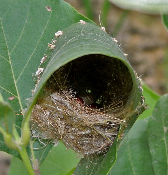 Common tailorbird-Resourceful-Forward-thinker-Has sewn 3 million face masks-Into "primitive technology" before it was cool