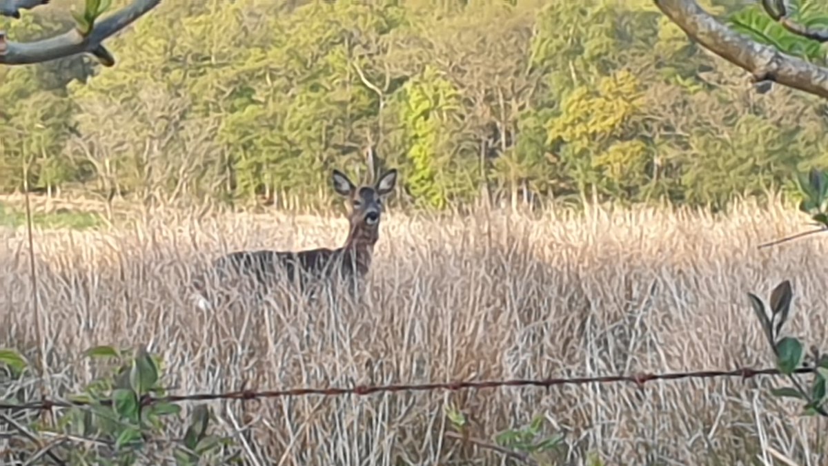 HastieColin's tweet photo. Met this cheeky chappy out walking tonight... https://t.co/xAh1ryw6ZE