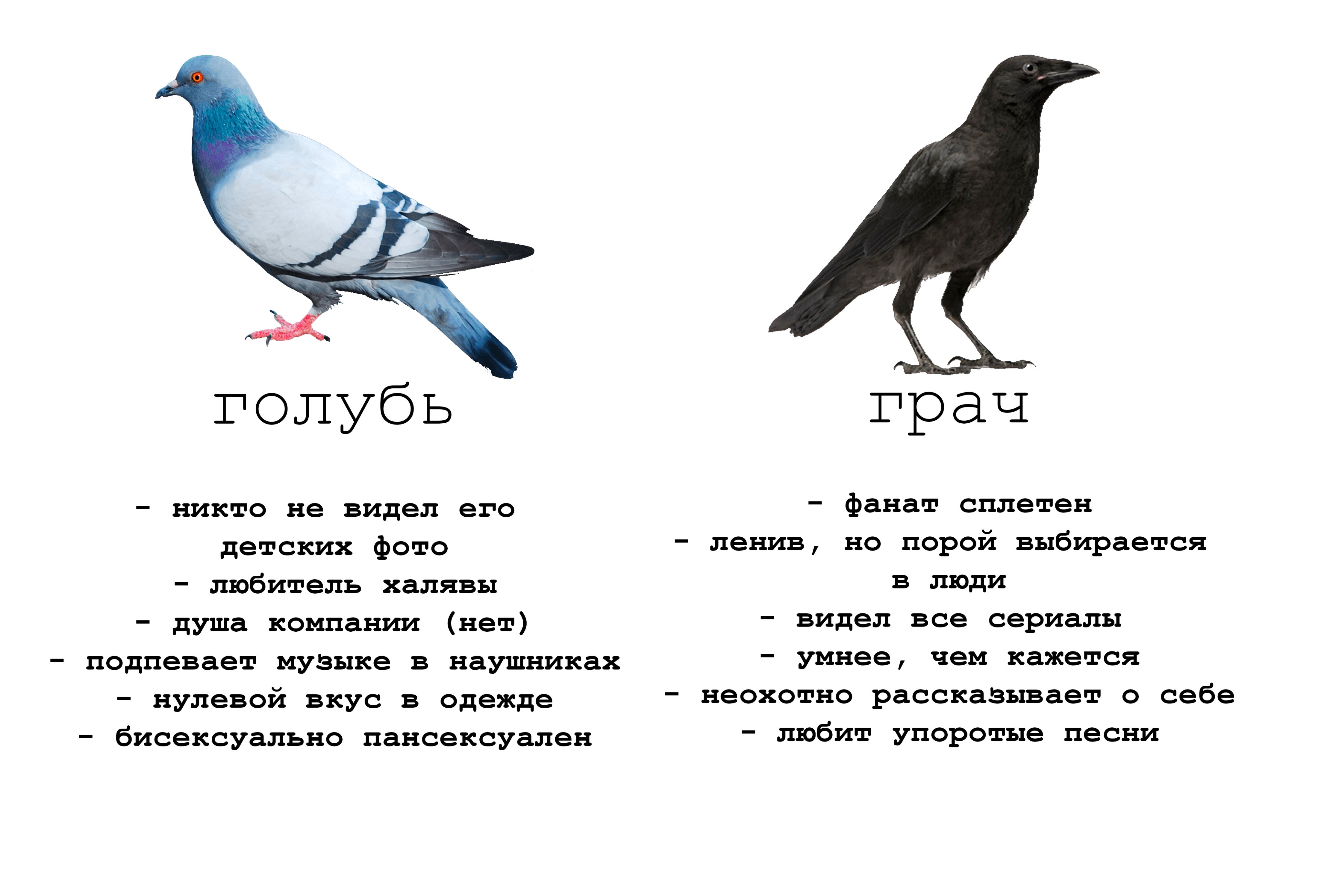 Голубь и Горлица отличия