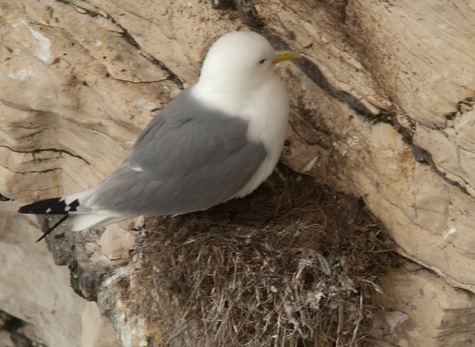 Kittiwake-Fearless-Thrill-seeker-Alex Honn-who?