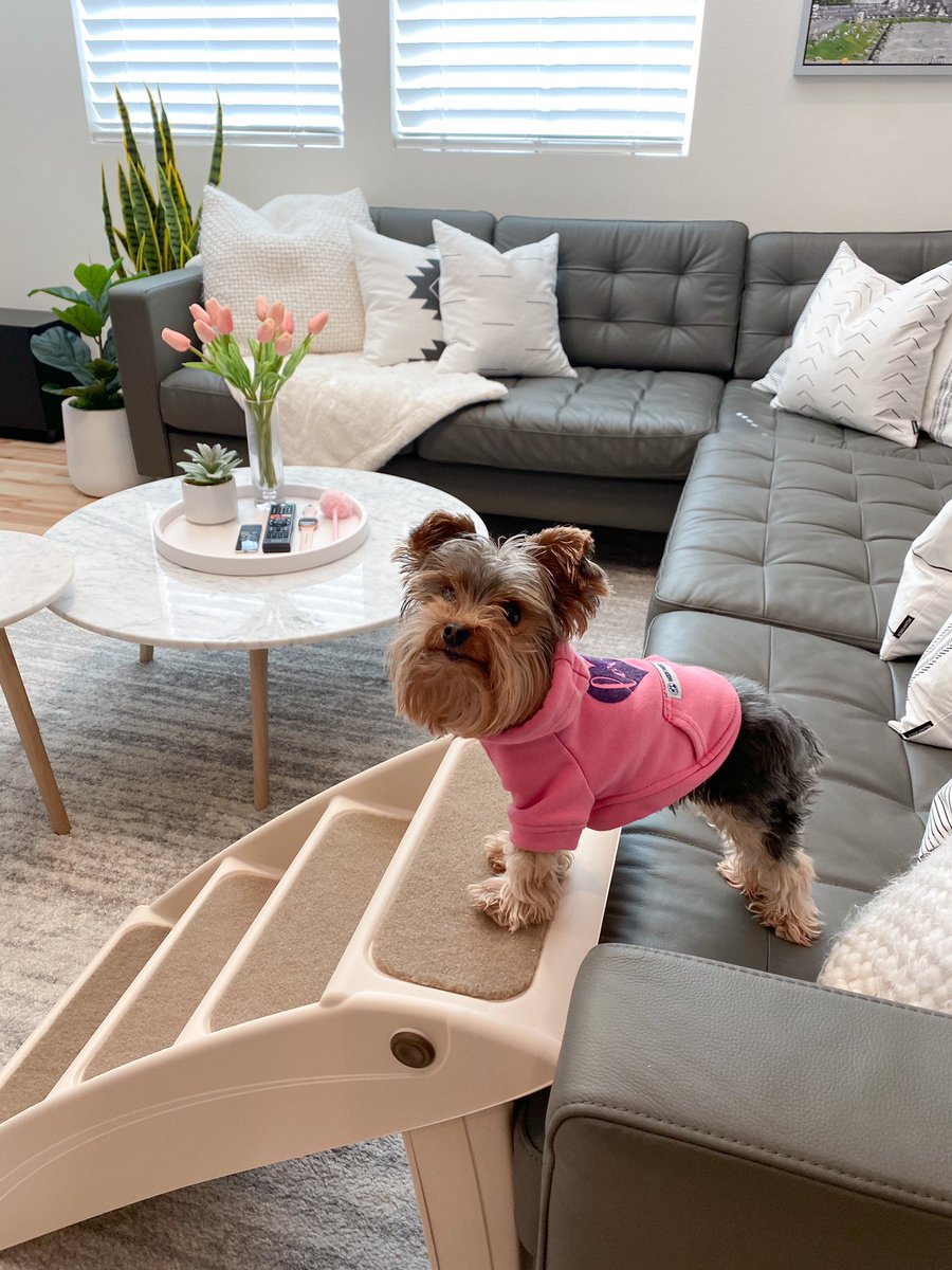 Check out my early birthday present! Stairs from <a href="/PetSafe/">PetSafe</a> #ad #yorkies #birthday #doggo