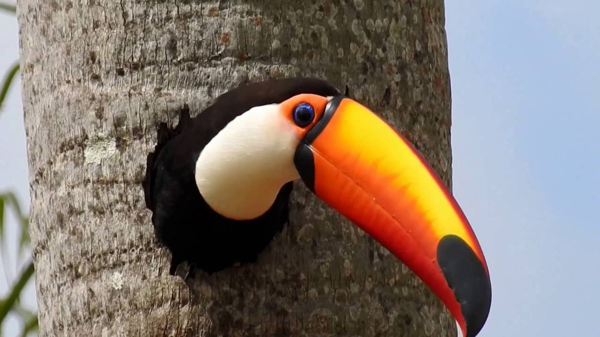 Toucan-O HAI!-The tree was like this when I found it-Do you like cereal?